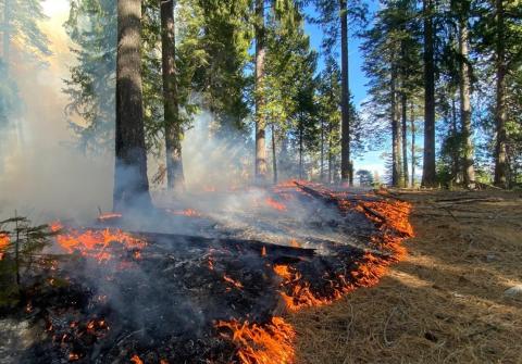 Forest floor burning