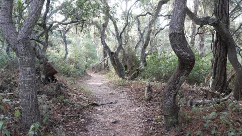 Oak trees
