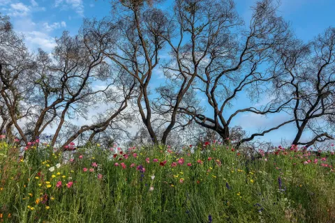 California native plants 