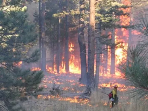 Prescribed fire in forest
