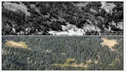 Photo of historic and current stand structure