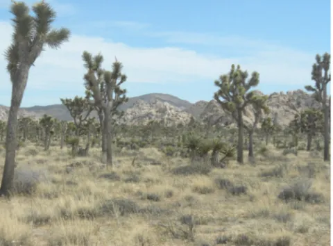 desert landscape with Joshua trees