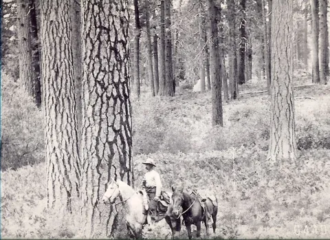 Historic photo of man riding horse through Plumas National Forest