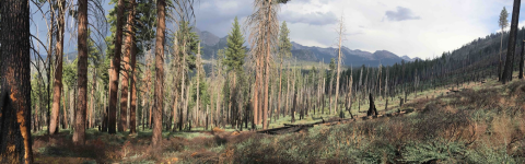 Image of a forest that had previously burned in wildfire