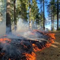 Forest floor burning