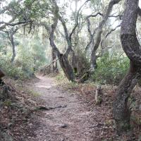 Oak trees