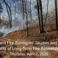 Prescribed fire in a forest with a fire practitoner