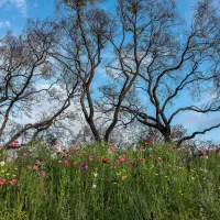 California native plants 