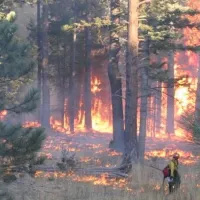 Prescribed fire in forest