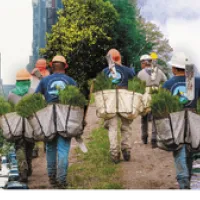 People carrying seedlings for reforestation