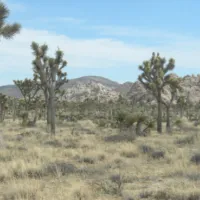 desert landscape with Joshua trees