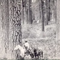 Historic photo of man riding horse through Plumas National Forest