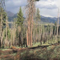 Image of a forest that had previously burned in wildfire
