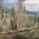 Image of a forest that had previously burned in wildfire